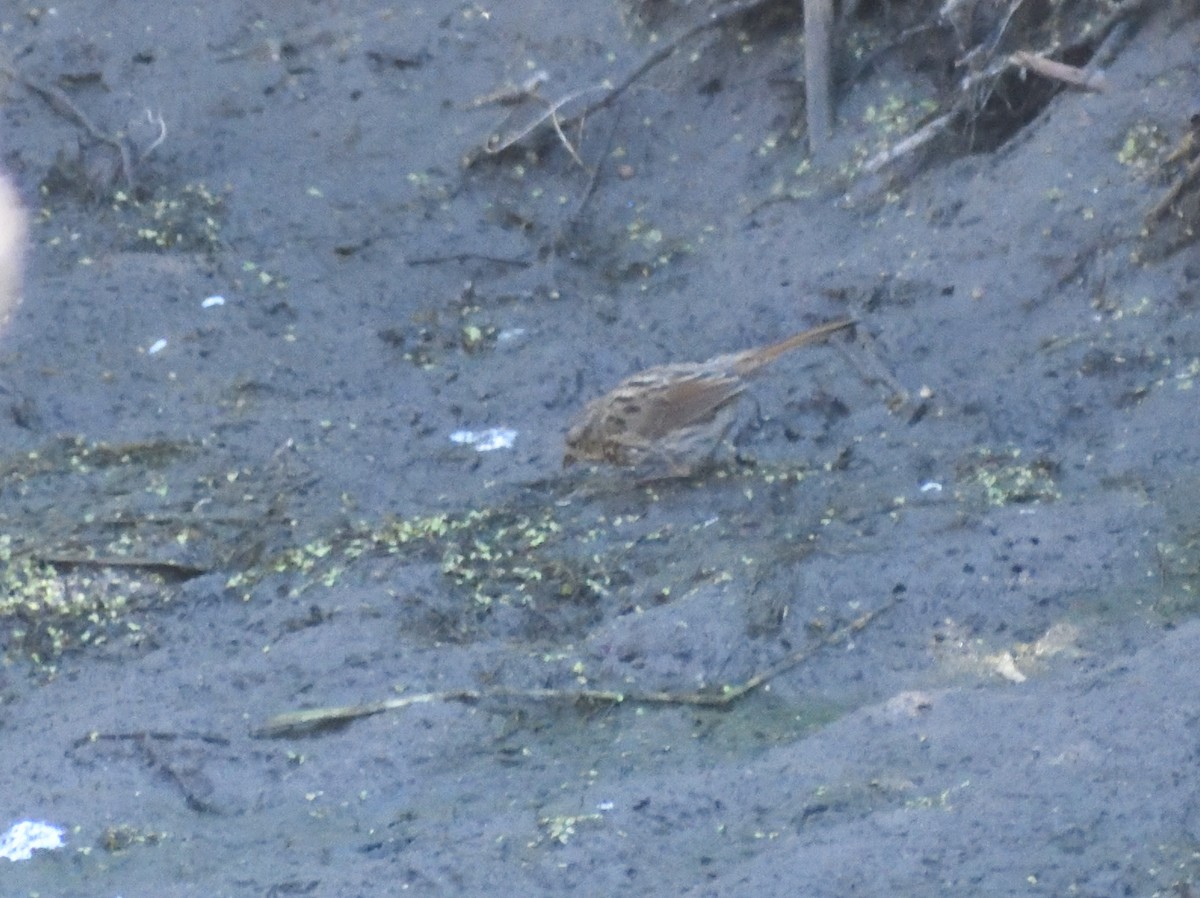Song Sparrow - ML640536044
