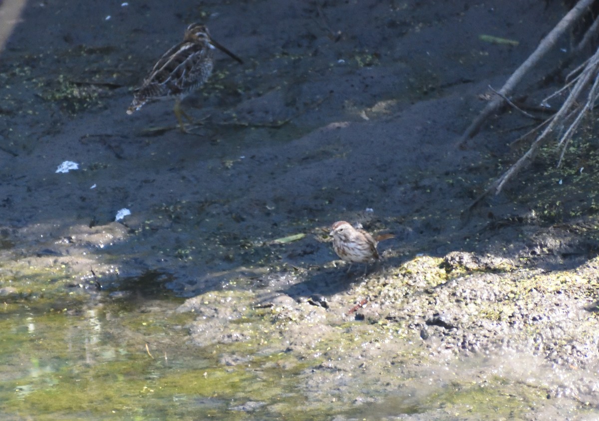 Song Sparrow - ML640536056