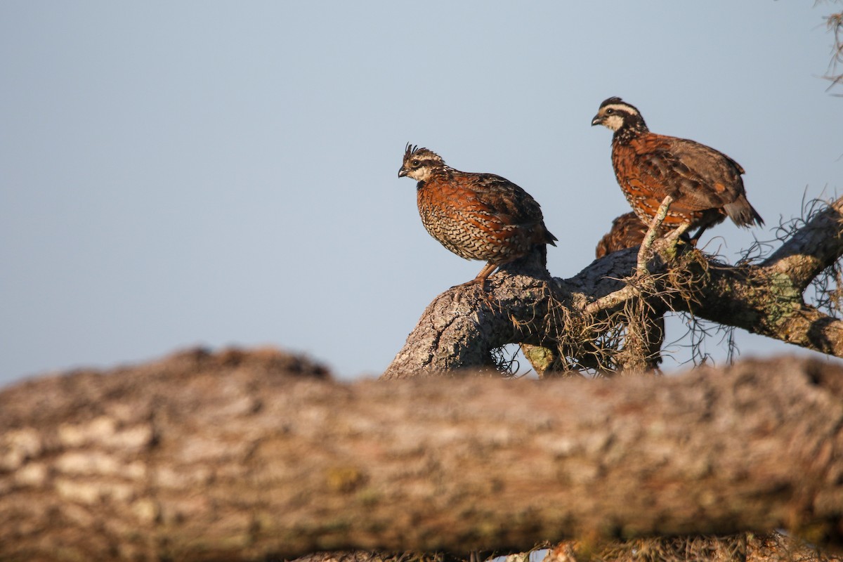 Northern Bobwhite - ML640536057