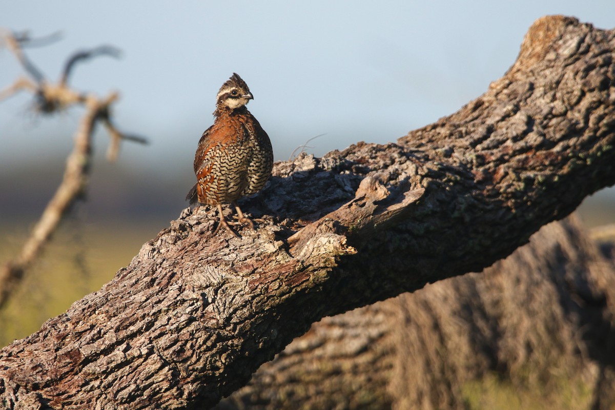 Northern Bobwhite - ML640536058