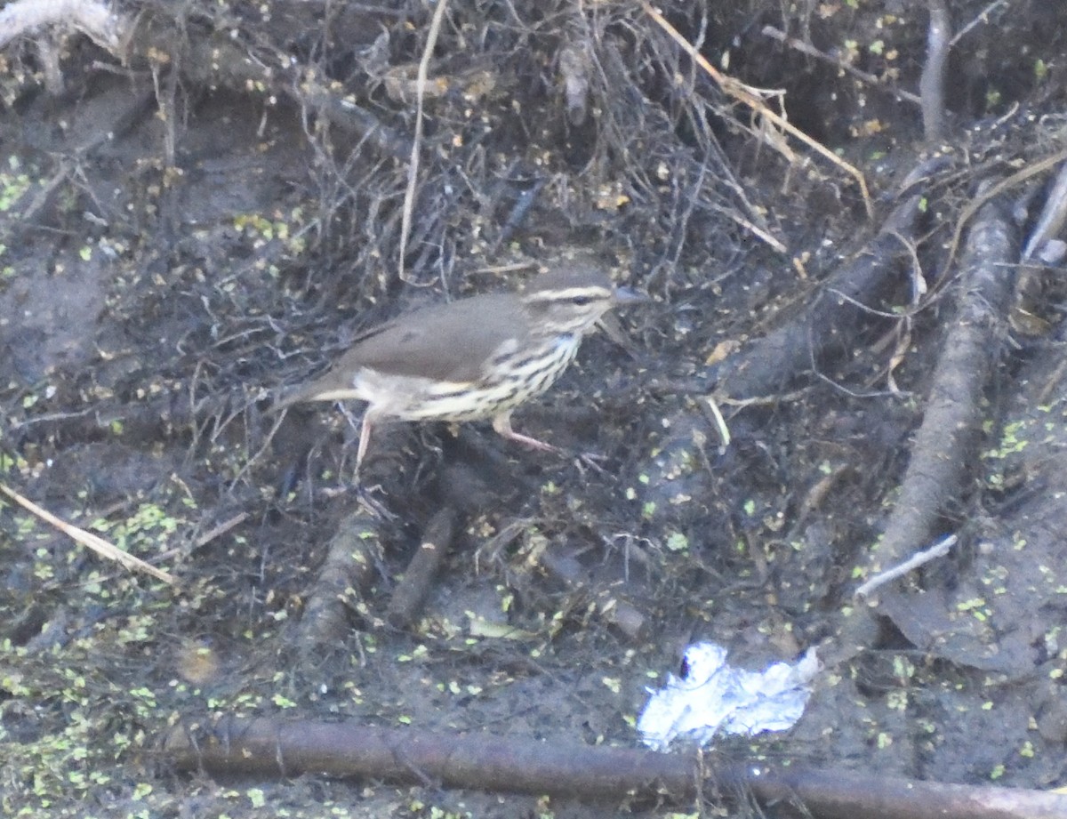 Northern Waterthrush - ML640536064