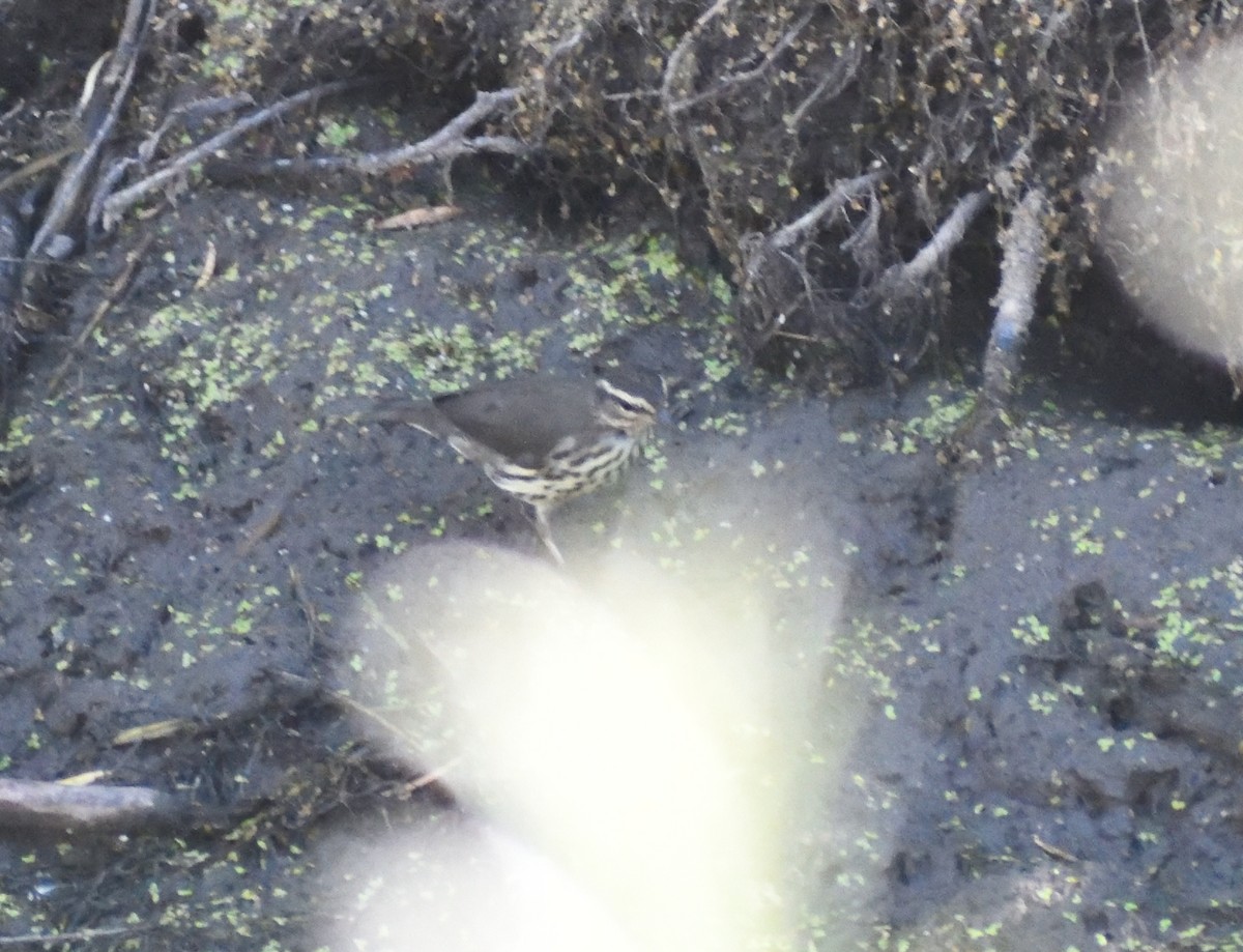 Northern Waterthrush - ML640536067