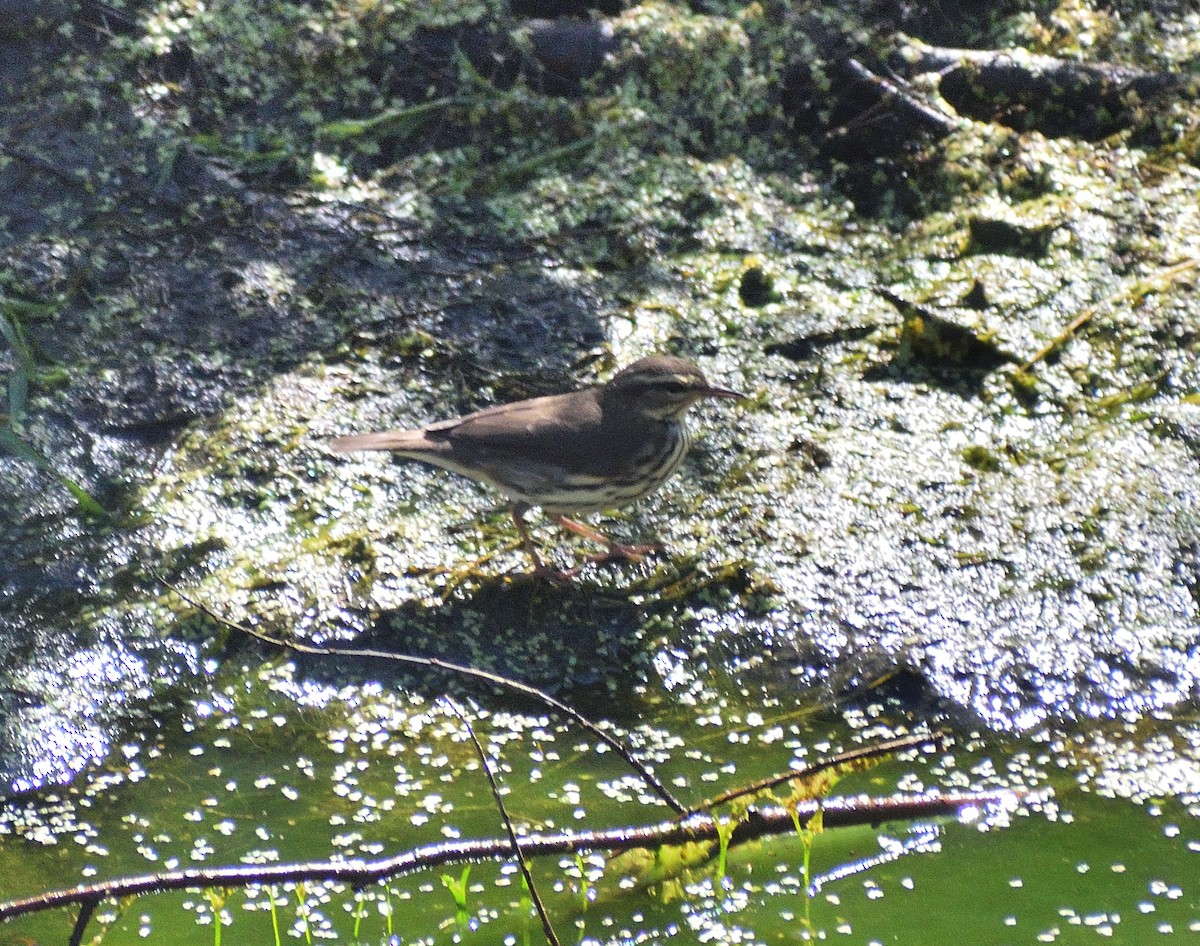Northern Waterthrush - ML640536087