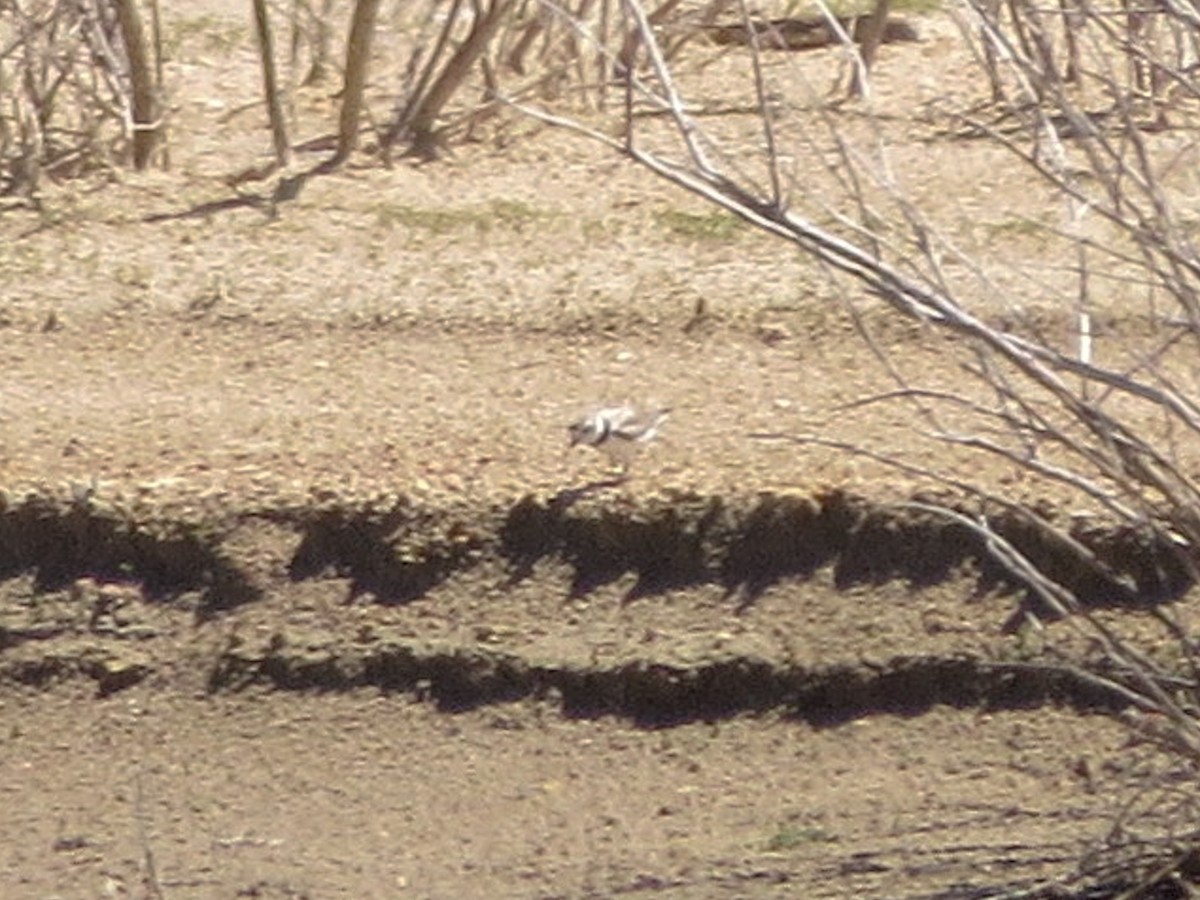 Piping Plover - ML640536096