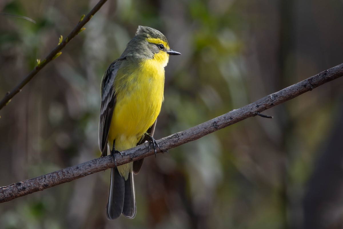 Yellow-browed Tyrant - ML640536100