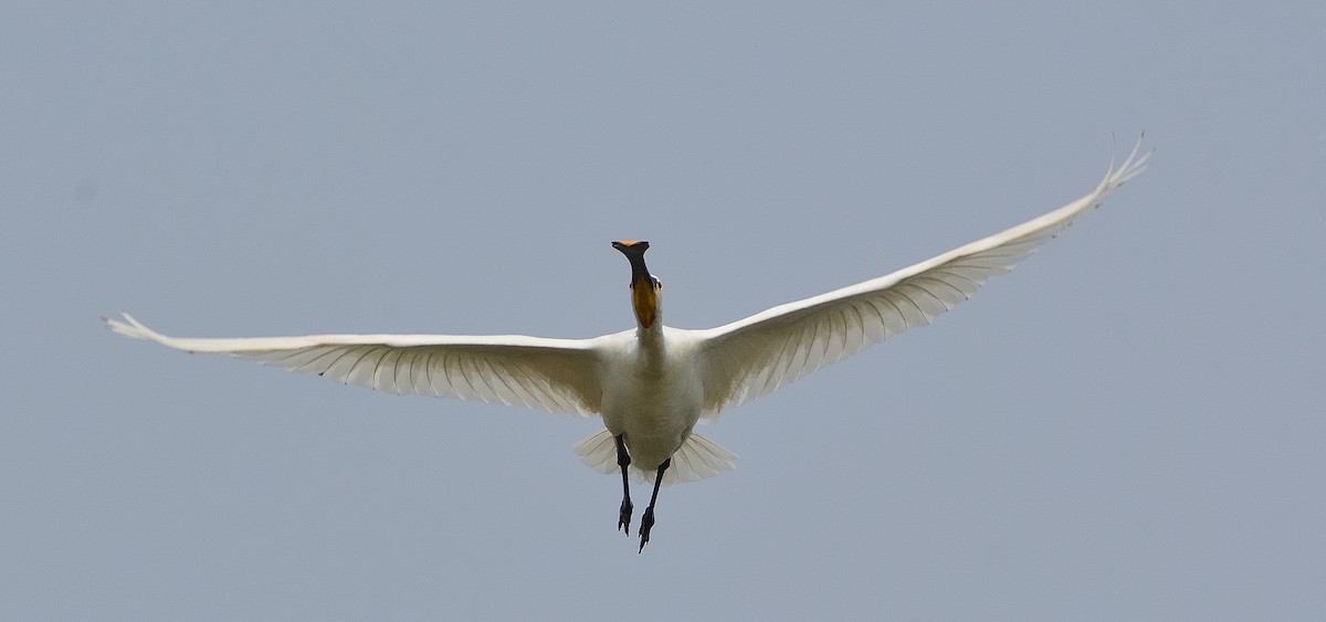 Eurasian Spoonbill - ML640536120