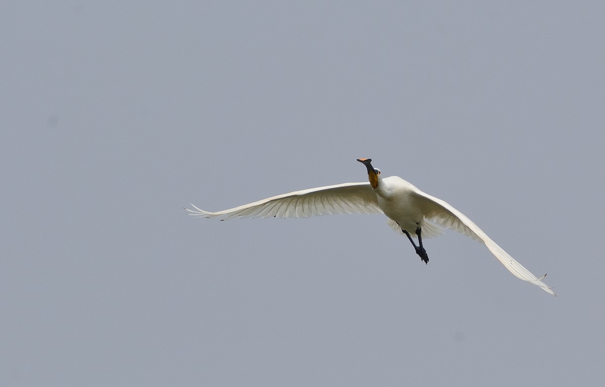 Eurasian Spoonbill - ML640536121
