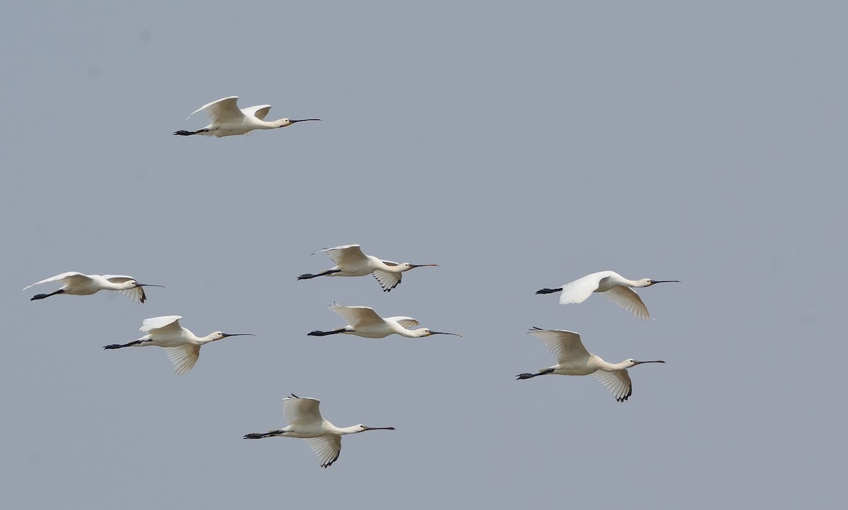 Eurasian Spoonbill - ML640536122