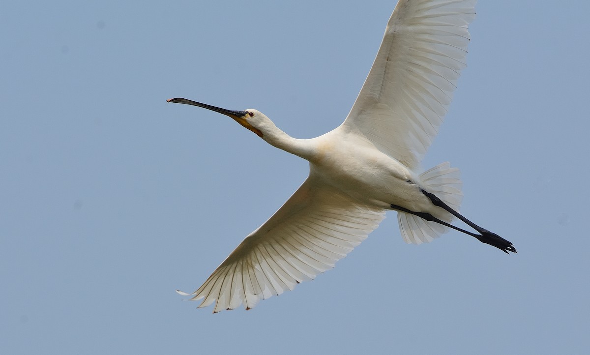 Eurasian Spoonbill - ML640536123