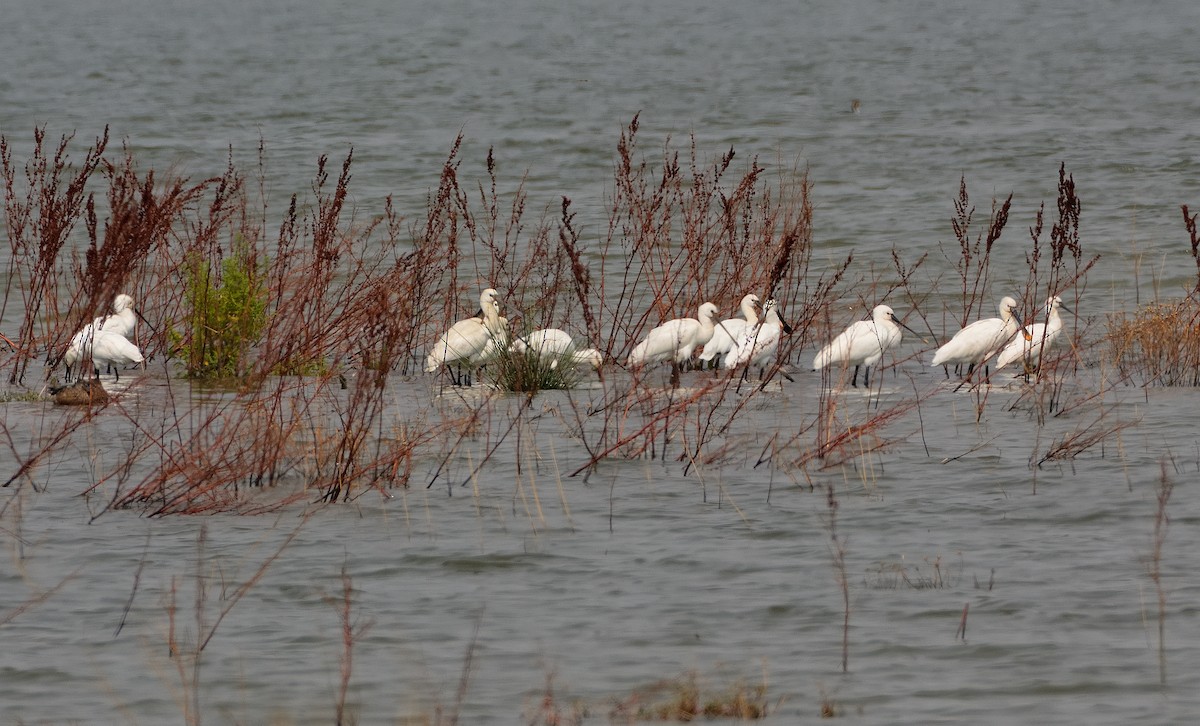 Eurasian Spoonbill - ML640536124