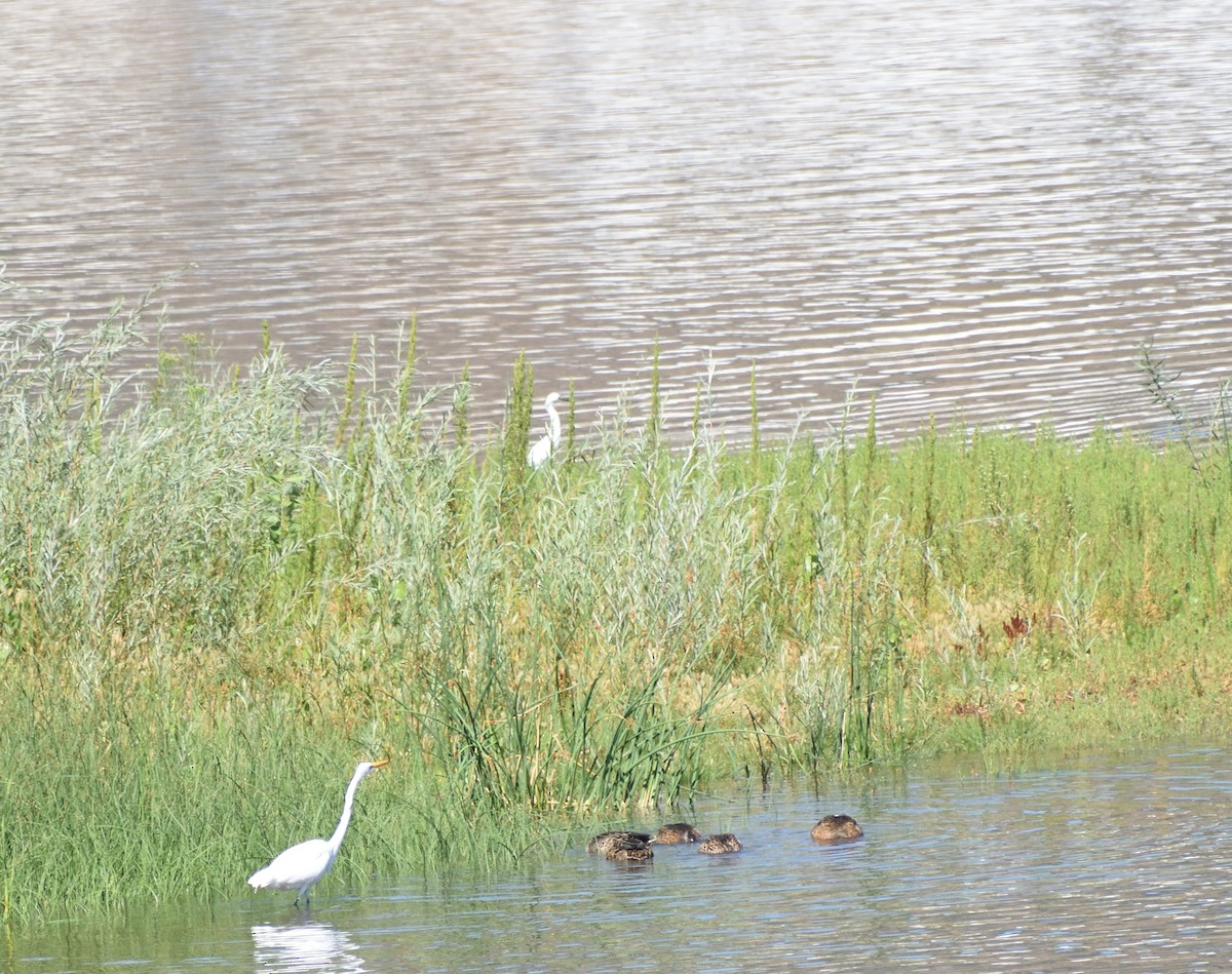 Snowy Egret - ML640536127
