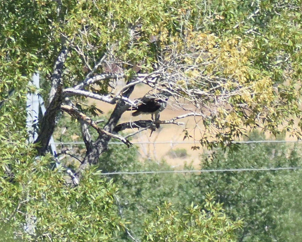 Osprey - ML640536137