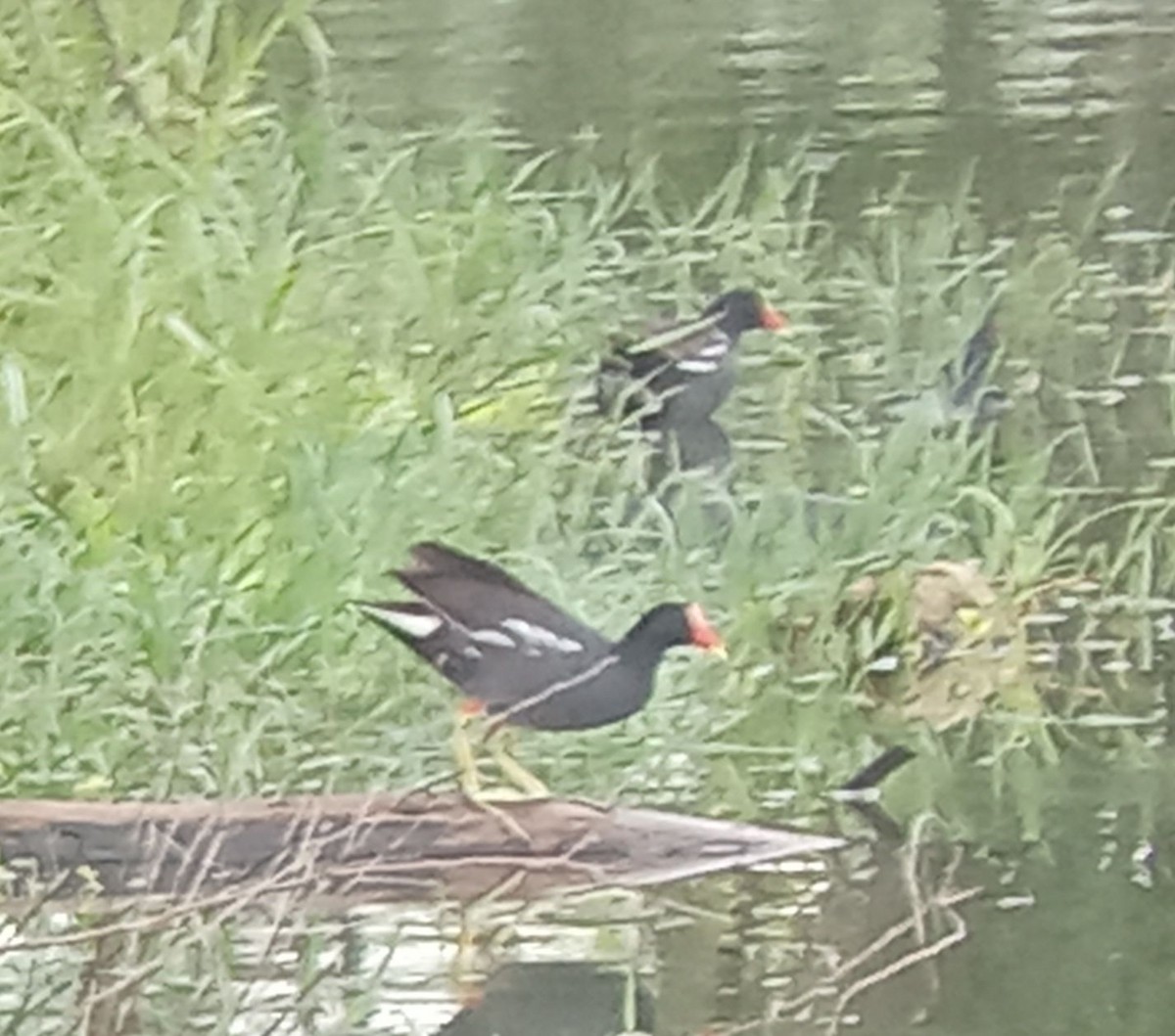 Common Gallinule - ML640536156