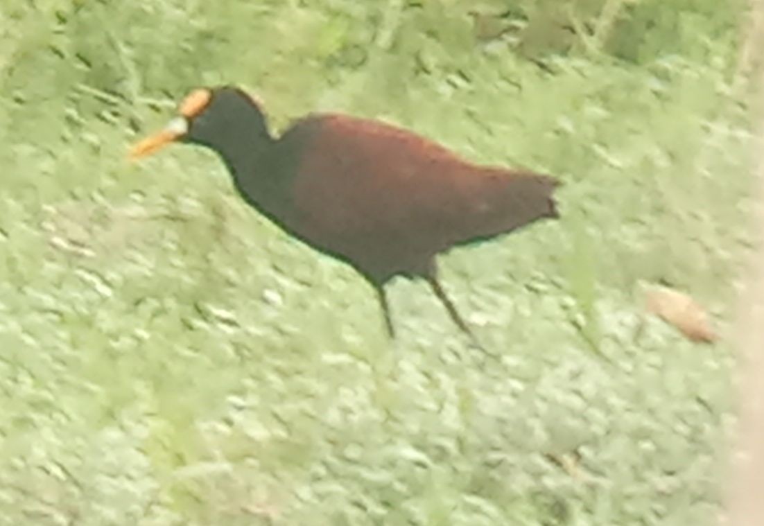 Northern Jacana - ML640536236