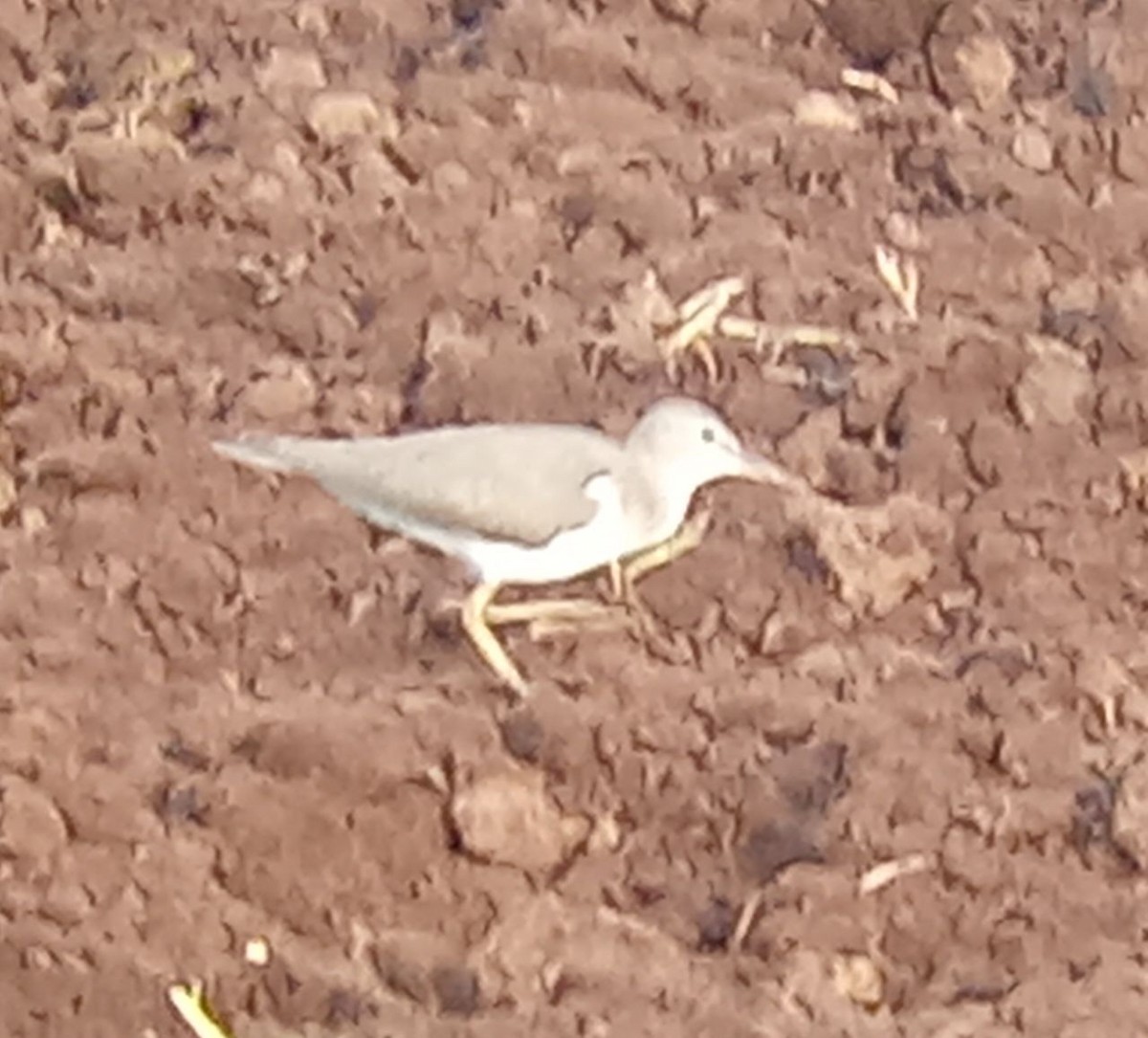 Solitary Sandpiper - ML640536265
