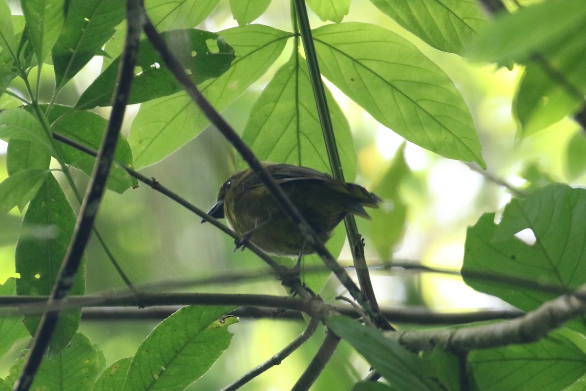 Carmiol's Tanager - ML640536300