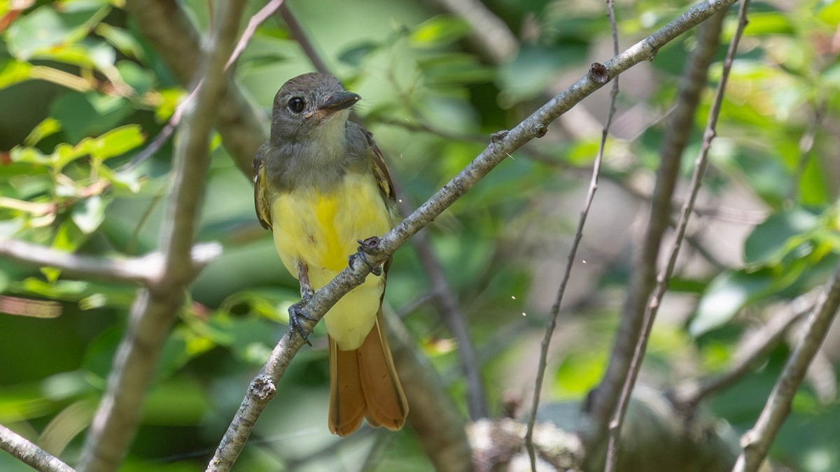 Great Crested Flycatcher - ML640536301