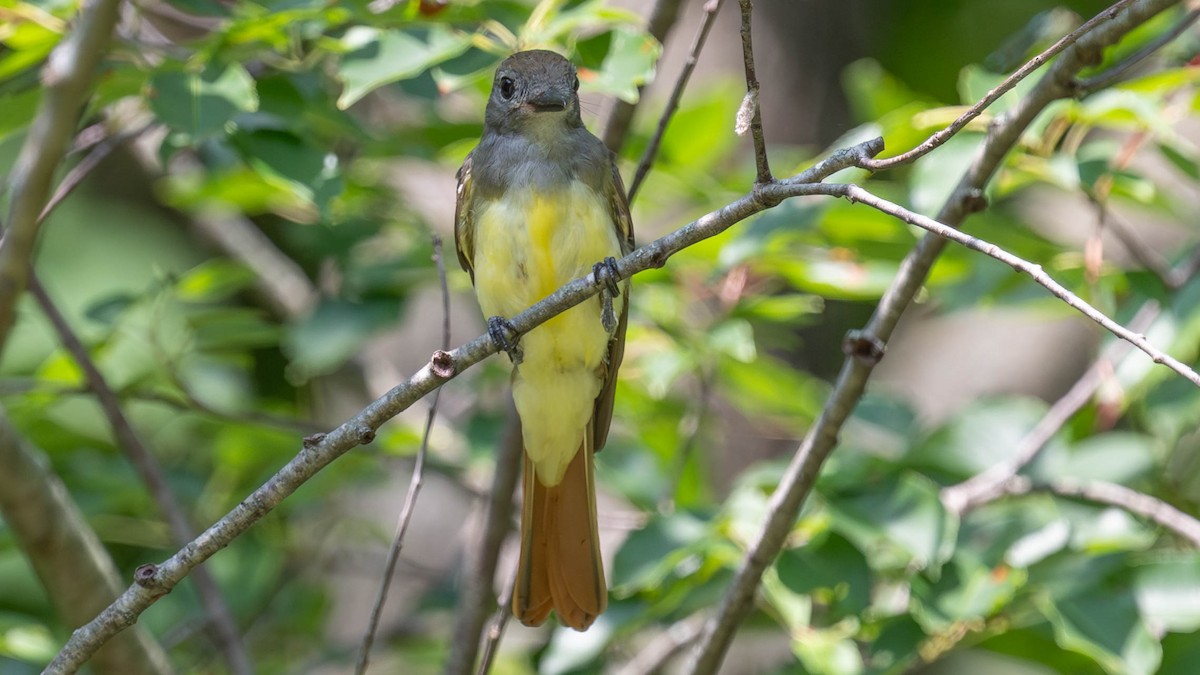 Great Crested Flycatcher - ML640536302
