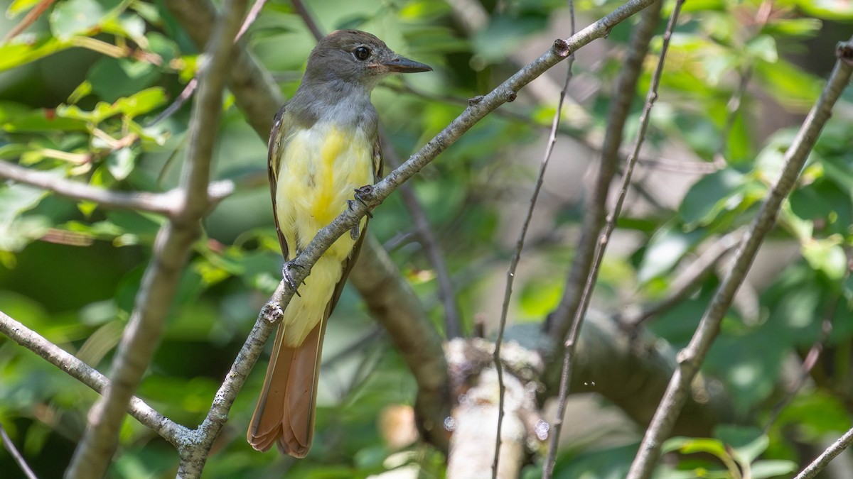 Great Crested Flycatcher - ML640536303