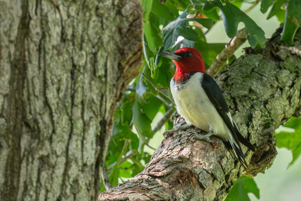 Red-headed Woodpecker - ML640536311