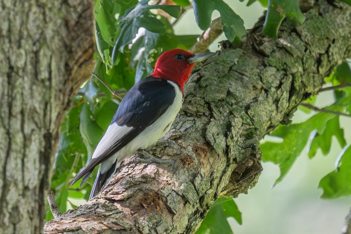 Red-headed Woodpecker - ML640536312