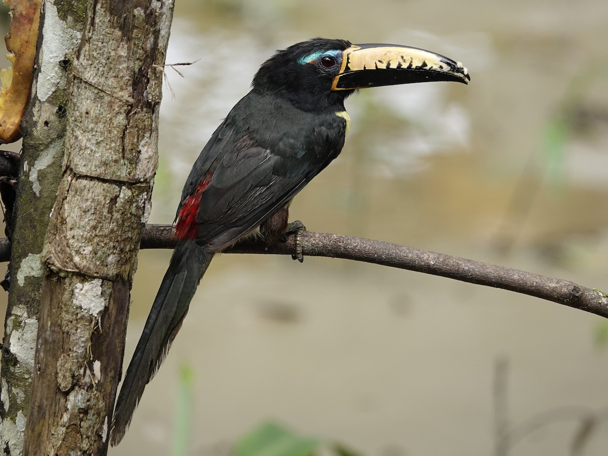 Lettered Aracari - ML640536314