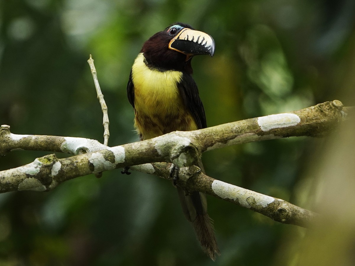 Lettered Aracari - ML640536315