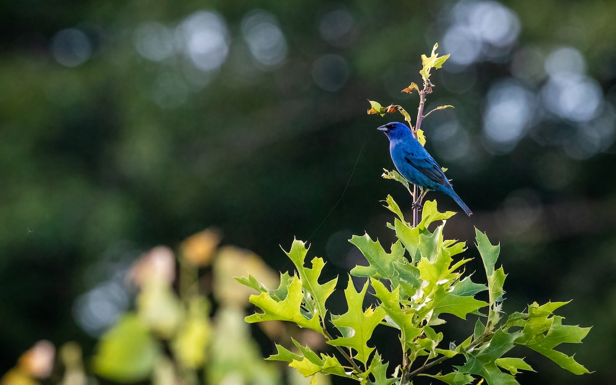 Indigo Bunting - ML640536369