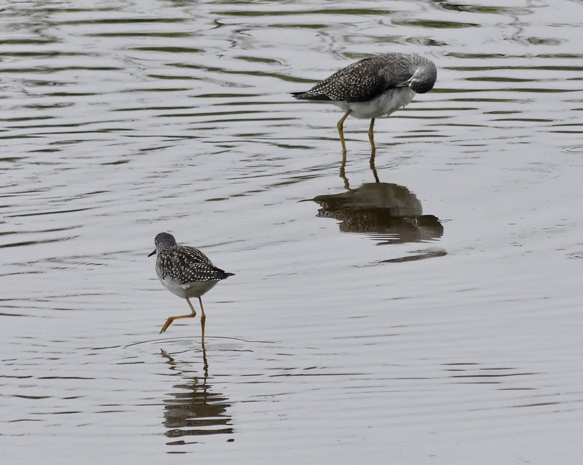 gulbeinsnipe/plystresnipe - ML640536392