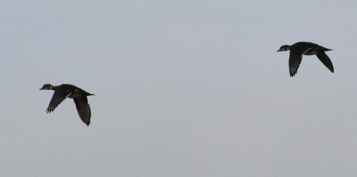 Wood Duck - ML640536418