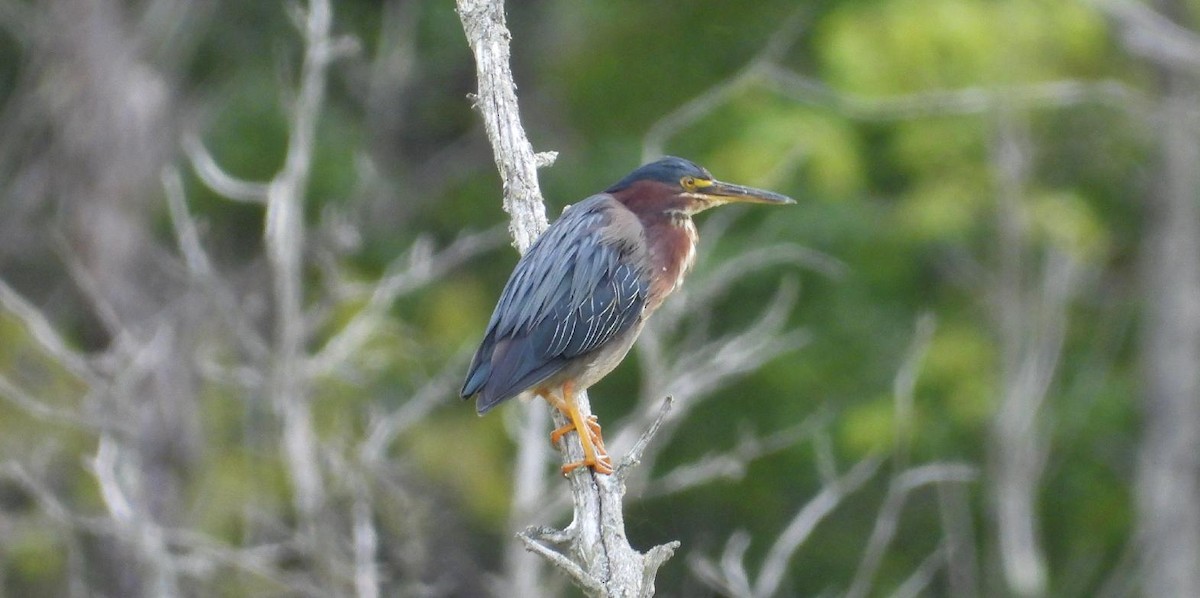 Green Heron - ML640536423
