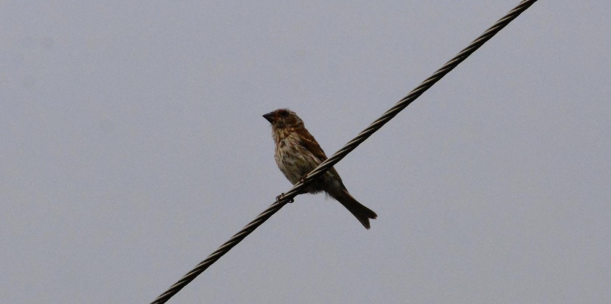 Purple Finch - ML640536444