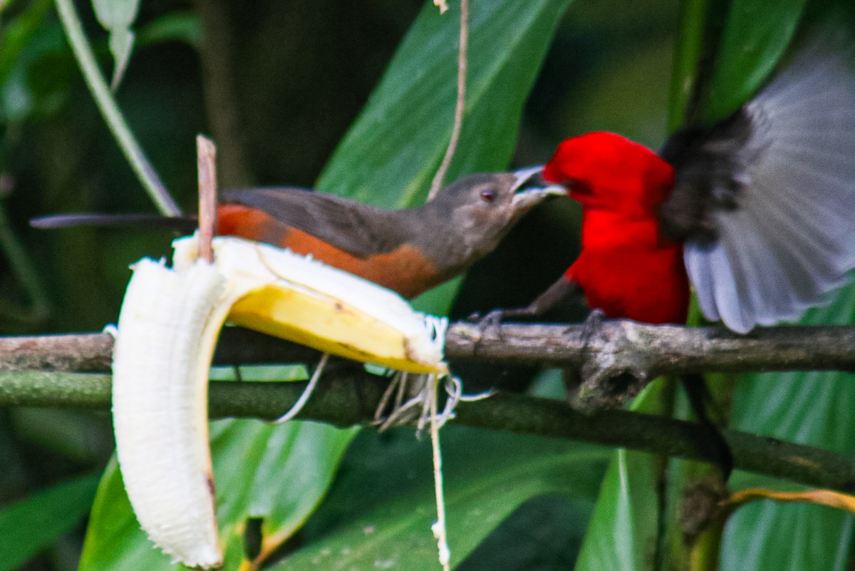 Brazilian Tanager - ML640536447