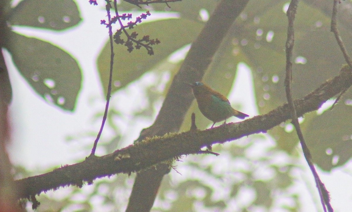 Brassy-breasted Tanager - ML640536457