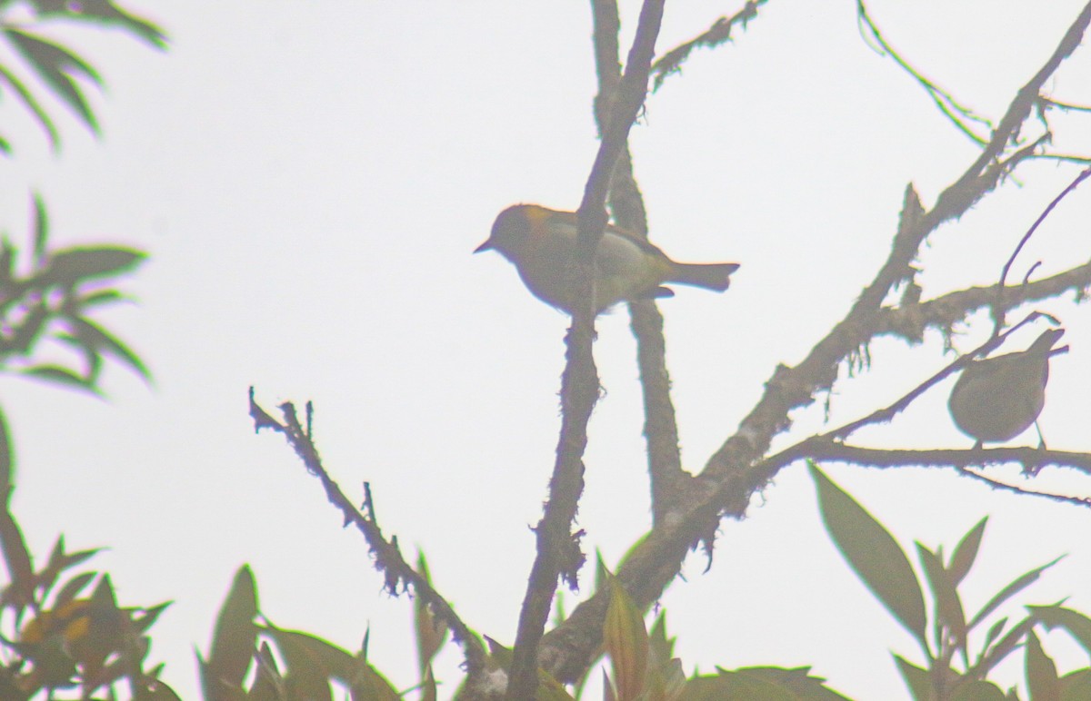 Rufous-headed Tanager - ML640536458