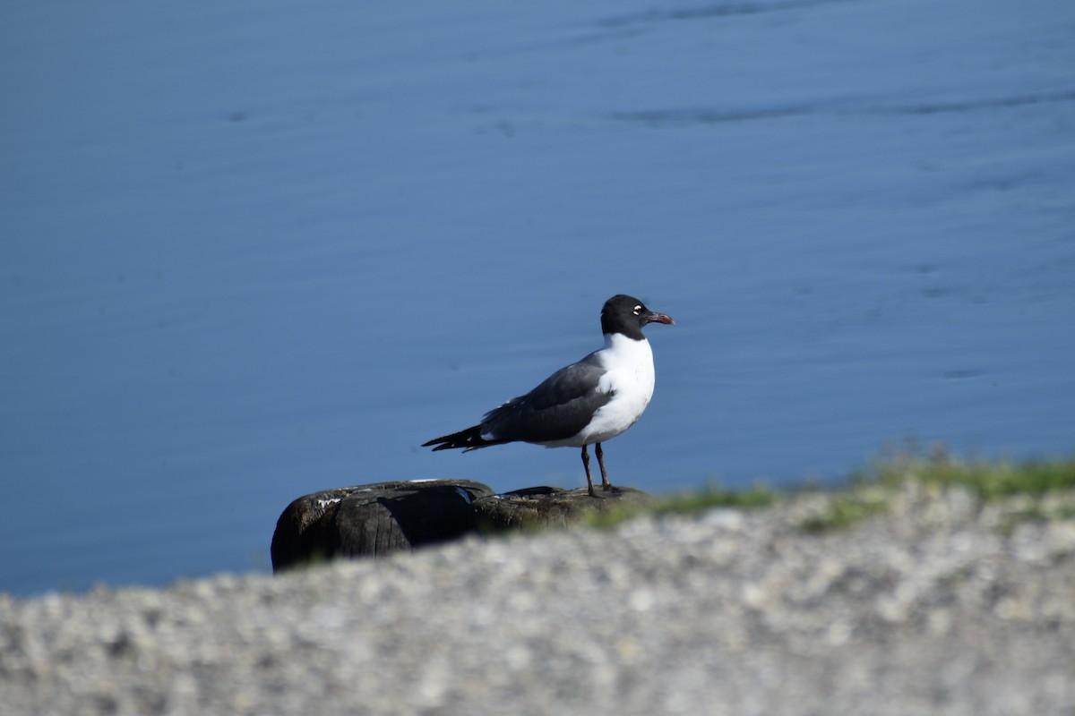 Laughing Gull - ML640536469
