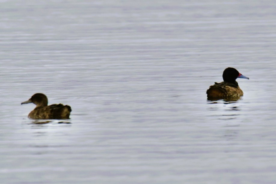 Black-headed Duck - ML640536543
