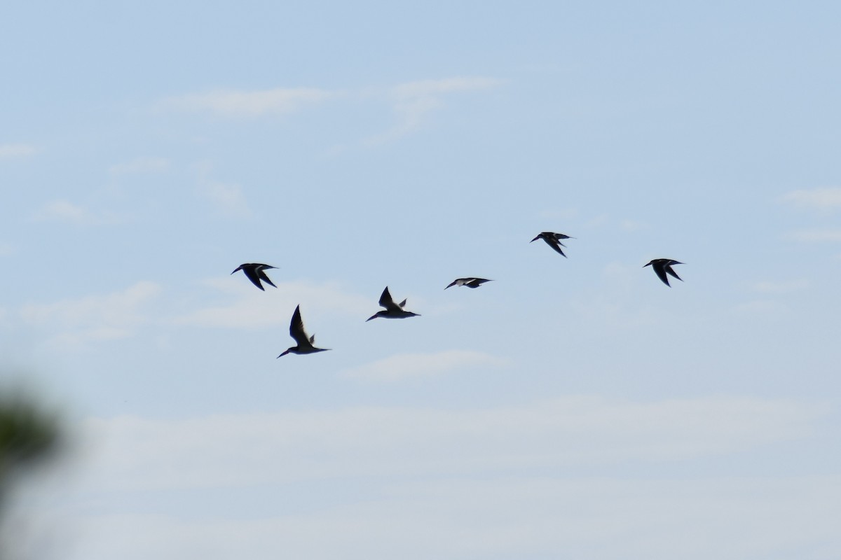 Black Skimmer - ML640536604