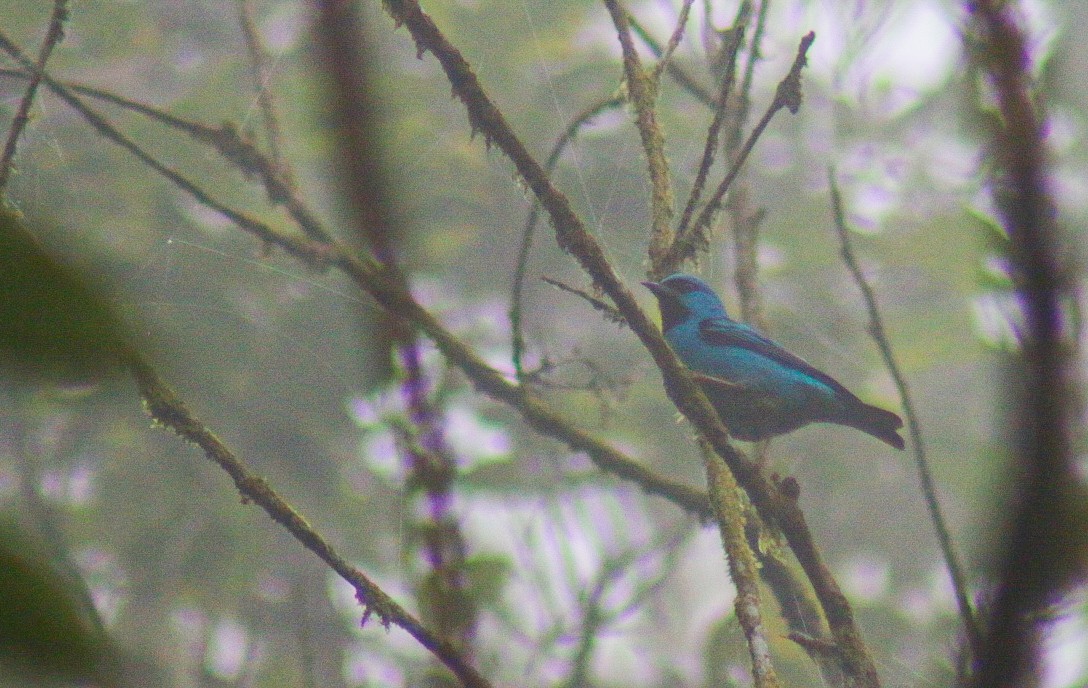 Blue Dacnis - ML640536607