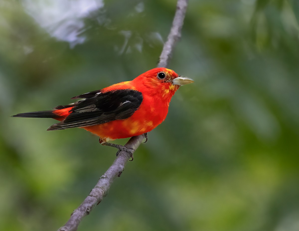 Scarlet Tanager - ML640536634