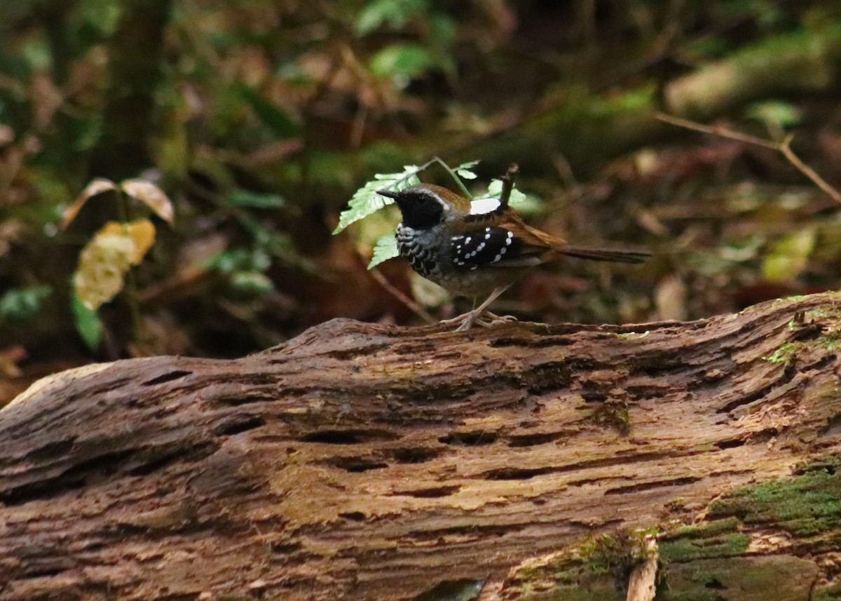 Squamate Antbird - ML640536641