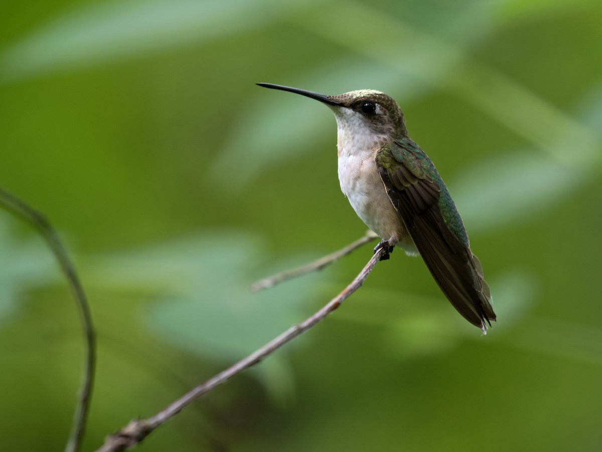 kalypta rubínohrdlá - ML640536773