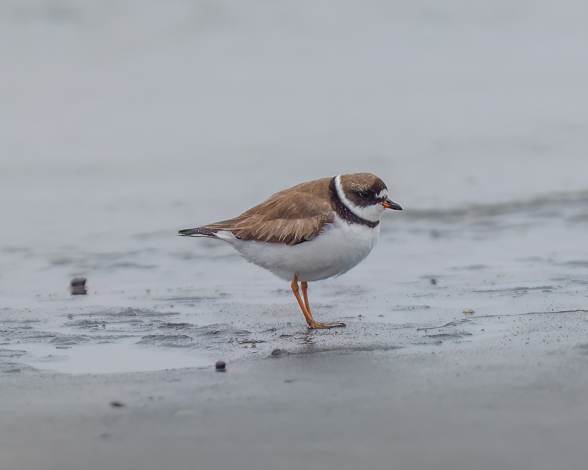 Semipalmated Plover - ML640536786