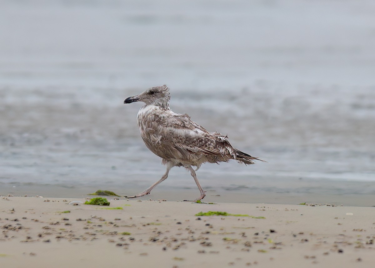 American Herring Gull - ML640536798