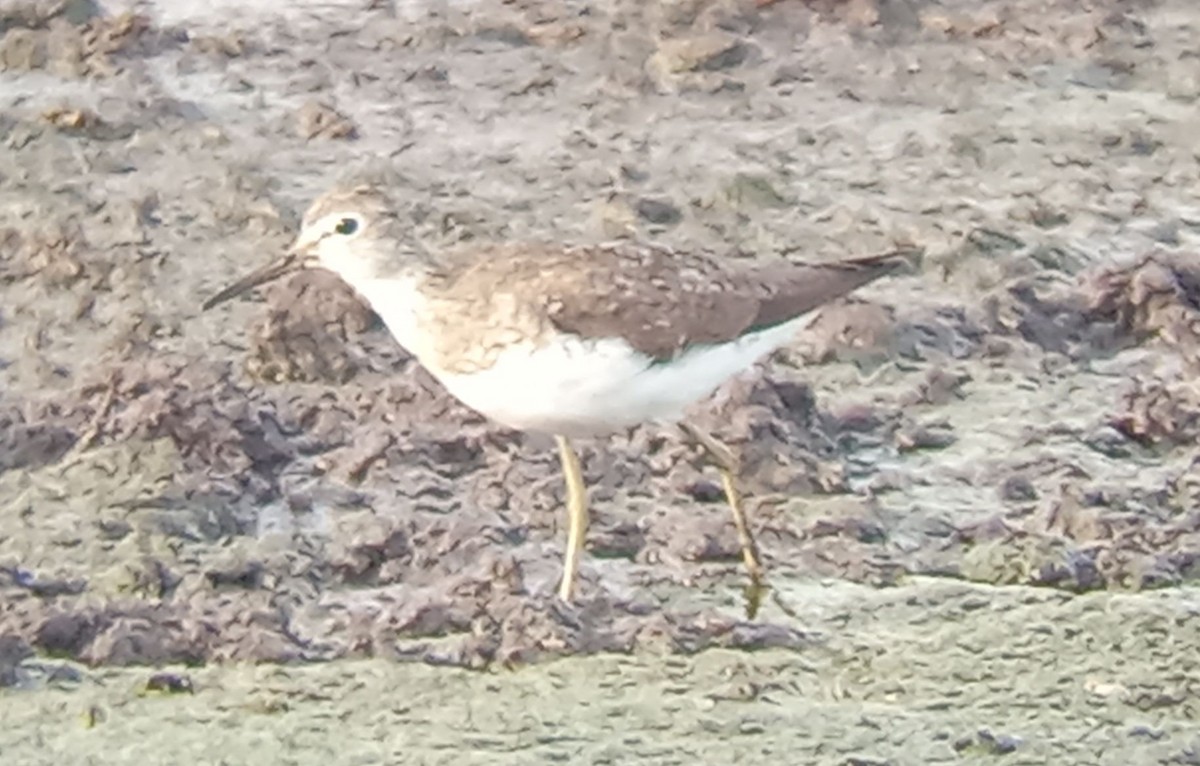 Solitary Sandpiper - ML640536811