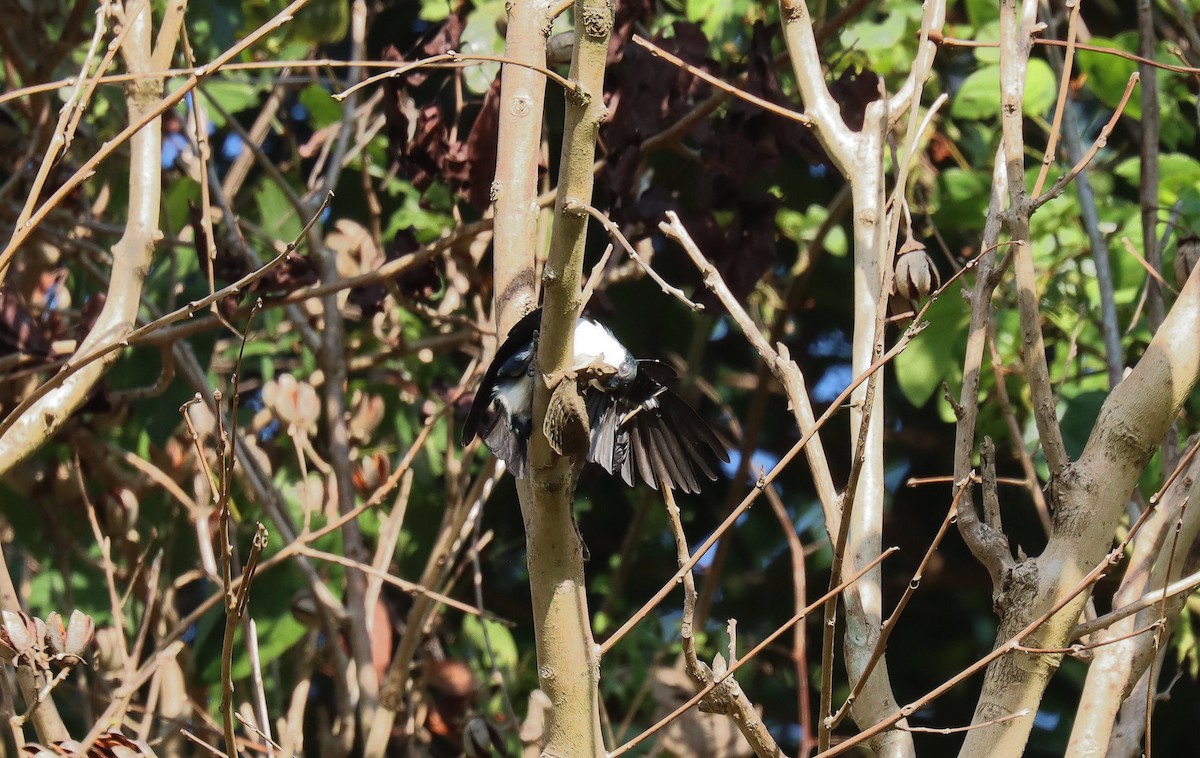 Philippine Falconet - ML640536838