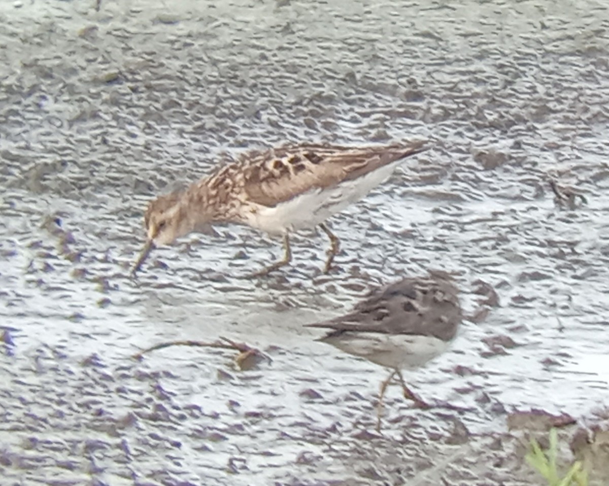 Least Sandpiper - ML640536839