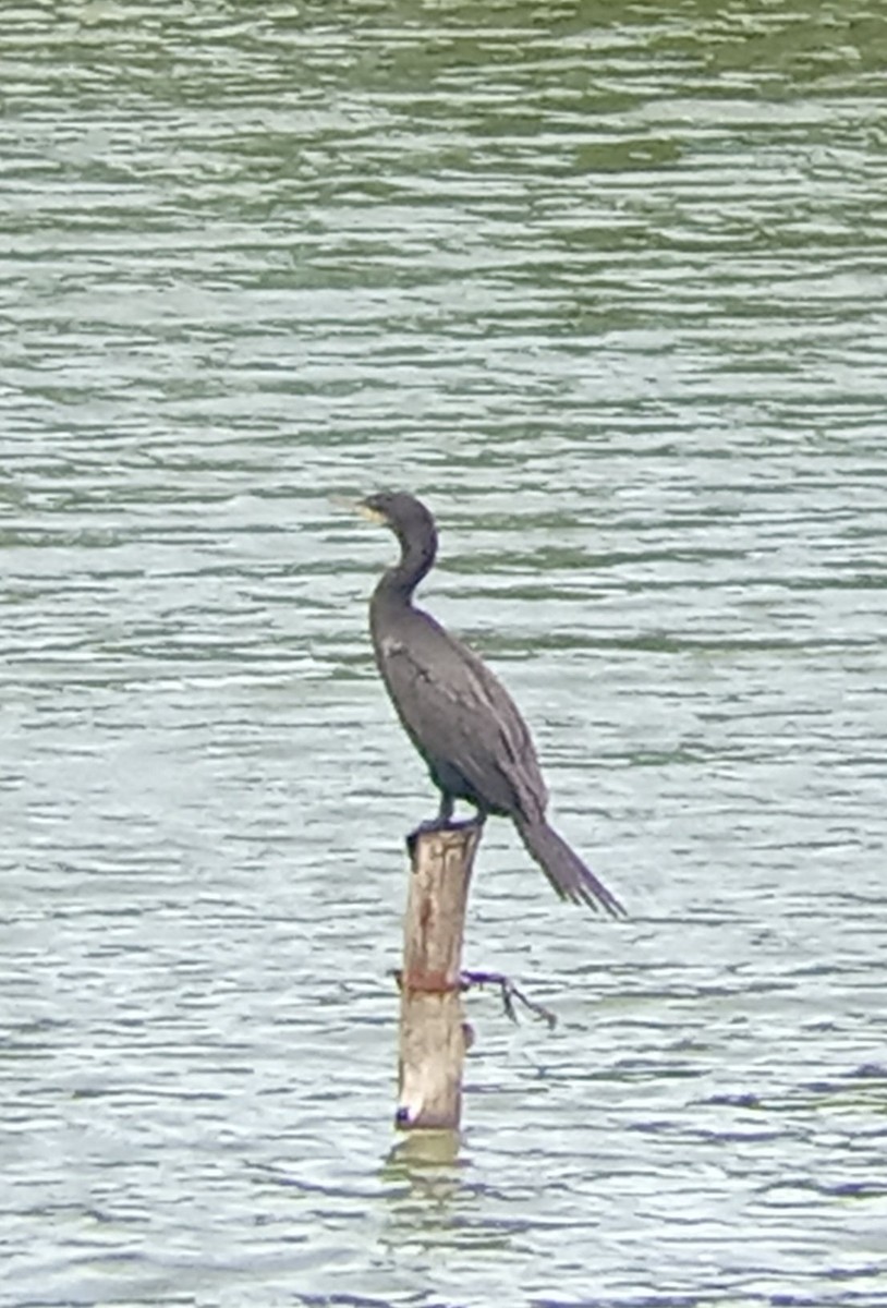 Neotropic Cormorant - ML640536879
