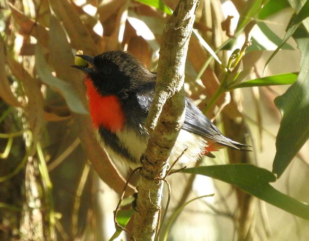 Mistletoebird - Chris Burwell