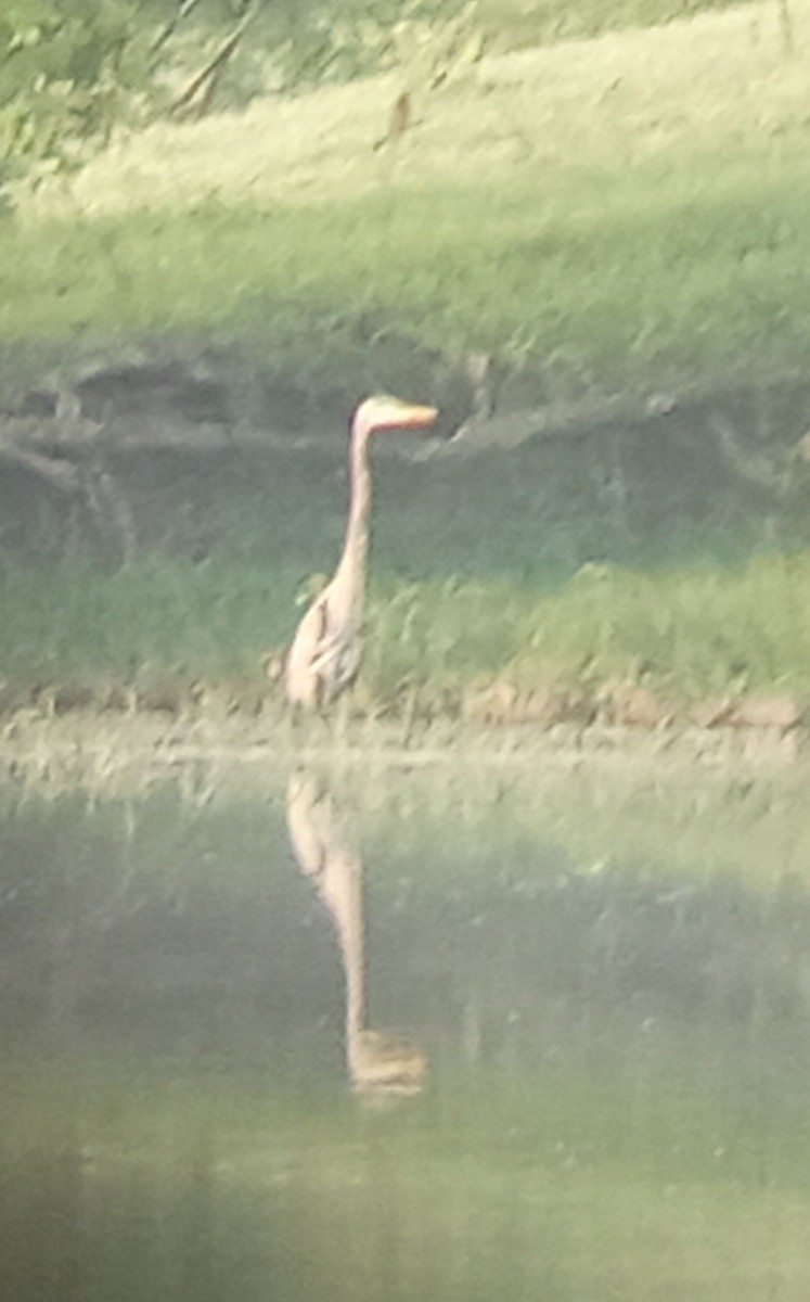 Great Blue Heron - ML640536943